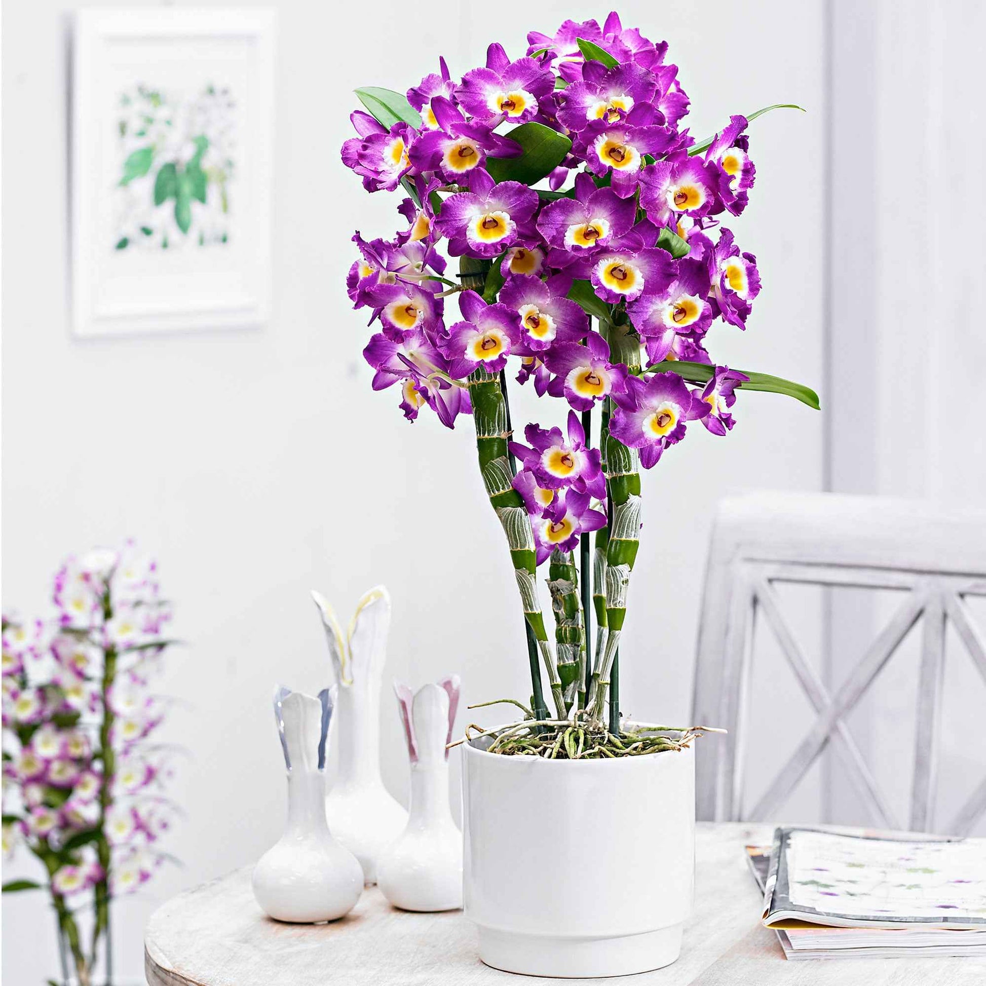 Orchidee Dendrobium 'Comet King Akatsuki' Lila-Weiß - Blühende Zimmerpflanzen