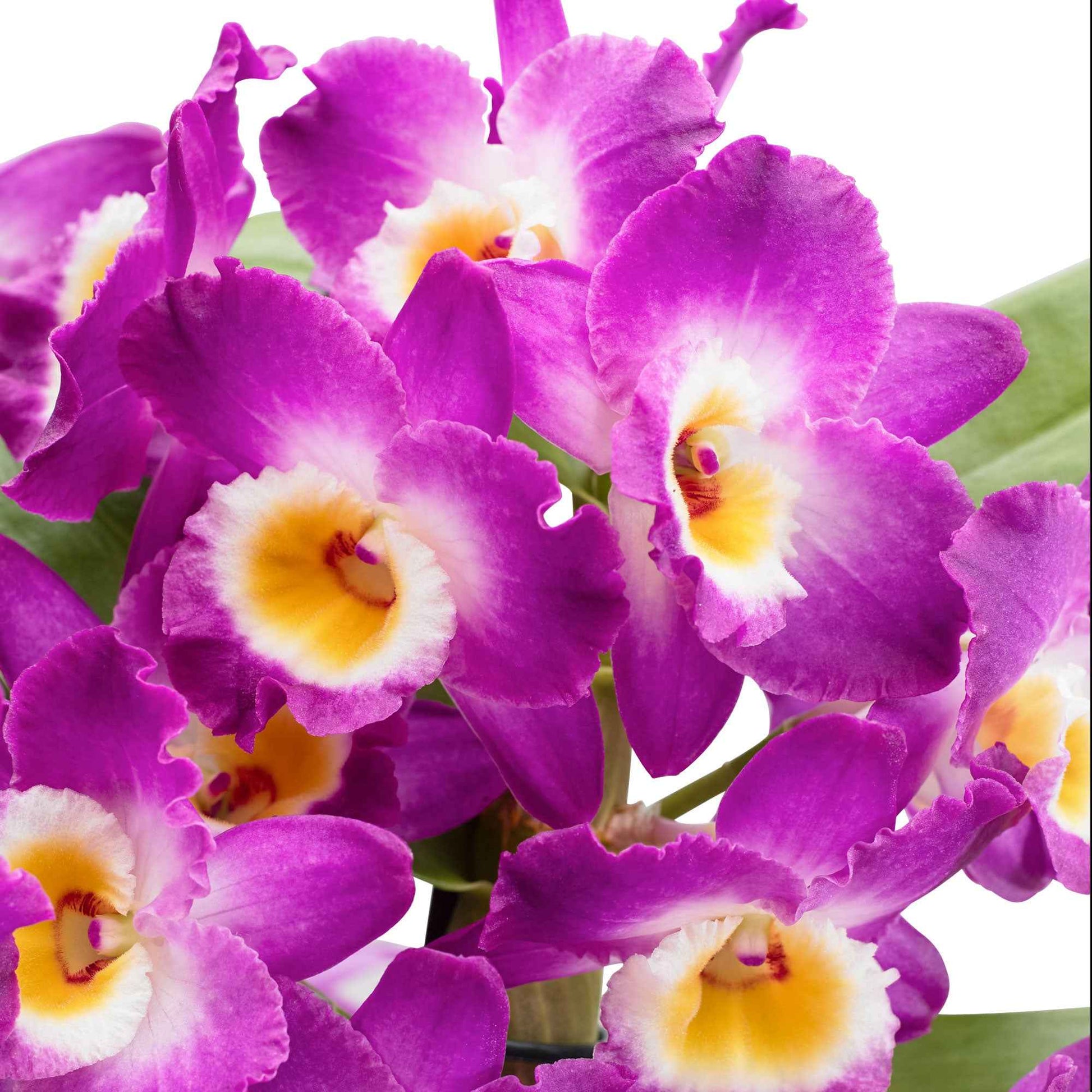 Orchidee Dendrobium 'Comet King Akatsuki' Lila-Weiß - Buntes Sortiment