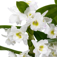 Orchidee Dendrobium ‘Spring Dream Apollon’  Weiß - Blühende Zimmerpflanzen