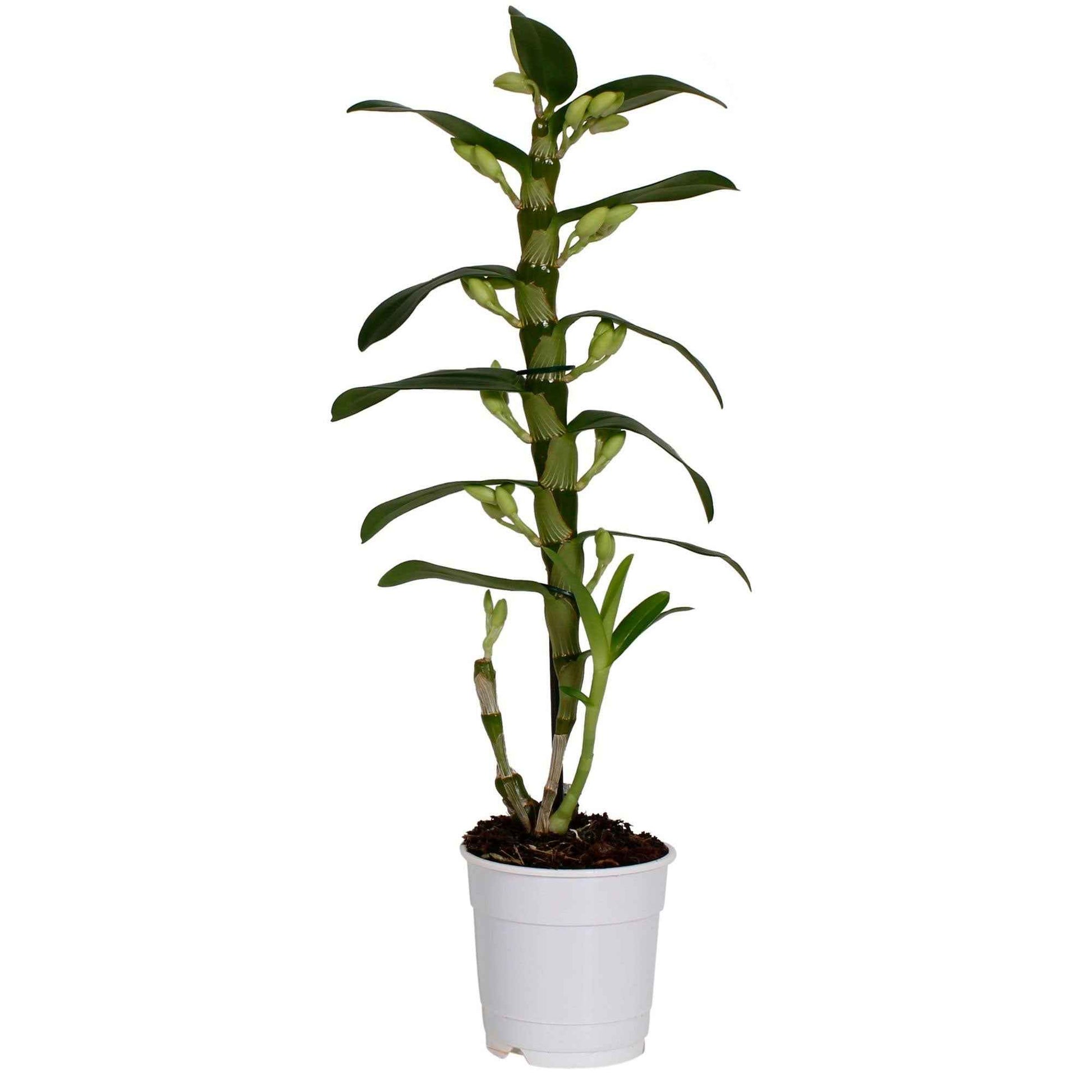 Orchidee Dendrobium ‘Spring Dream Apollon’  Weiß - Beliebte blühende Zimmerpflanzen