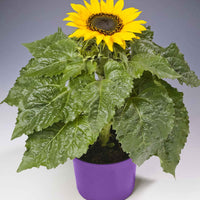 Sonnenblume Helianthus 'Choco Sun' Gelb - Gartenpflanzen