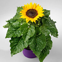 Sonnenblume Helianthus 'Choco Sun' Gelb - Blumensaat