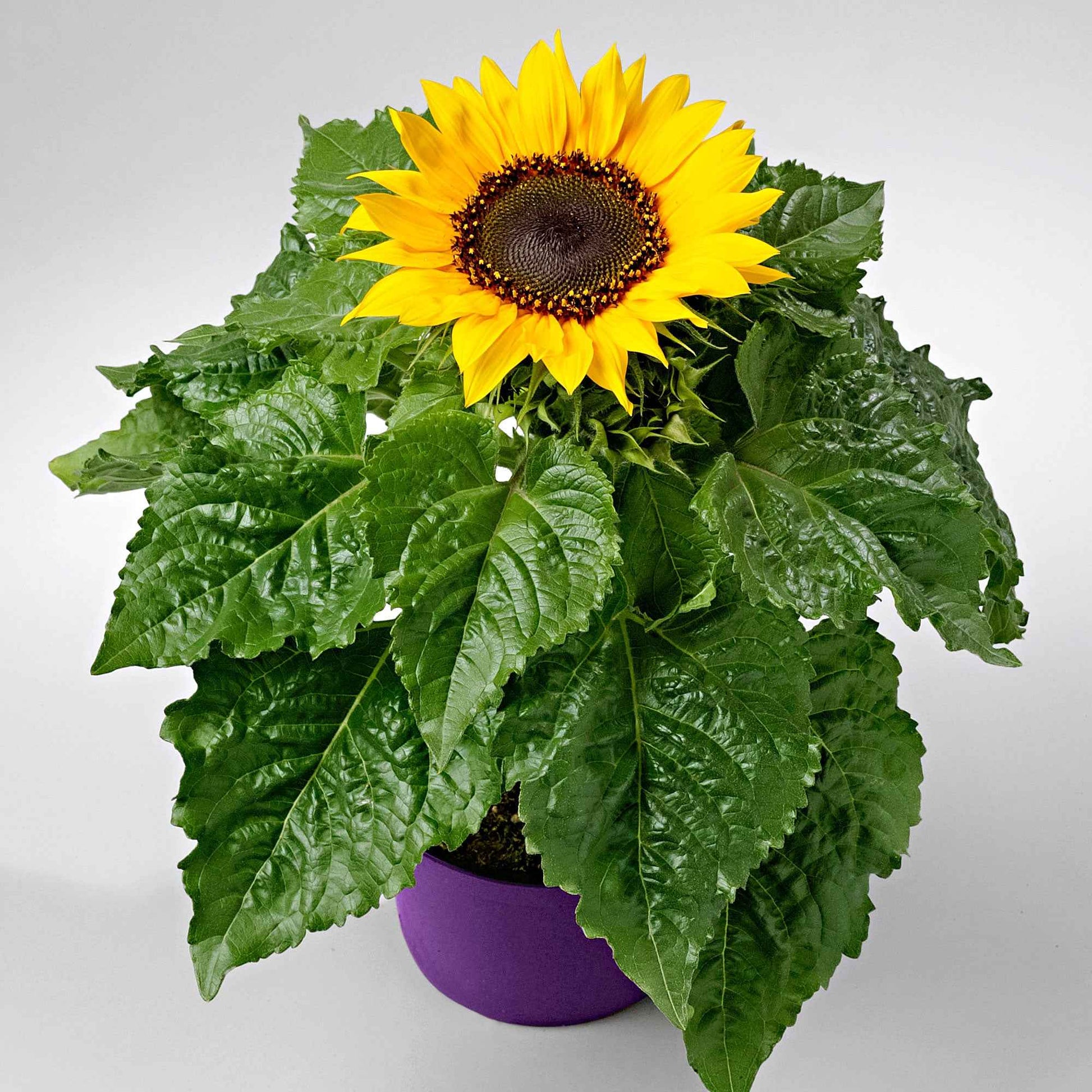 Sonnenblume Helianthus 'Choco Sun' Gelb - Gemüsegarten