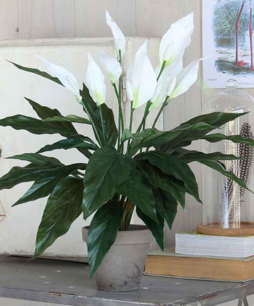 Kunstpflanze Einblatt Weiß - Alle künstlichen Pflanzen