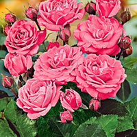 Stammrose Rosa 'Melrose' rosa - Winterhart - Pflanzensorten