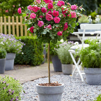 Stammrose Rosa 'Melrose' rosa - Wurzelnackte Pflanzen - Winterhart - Gartenpflanzen
