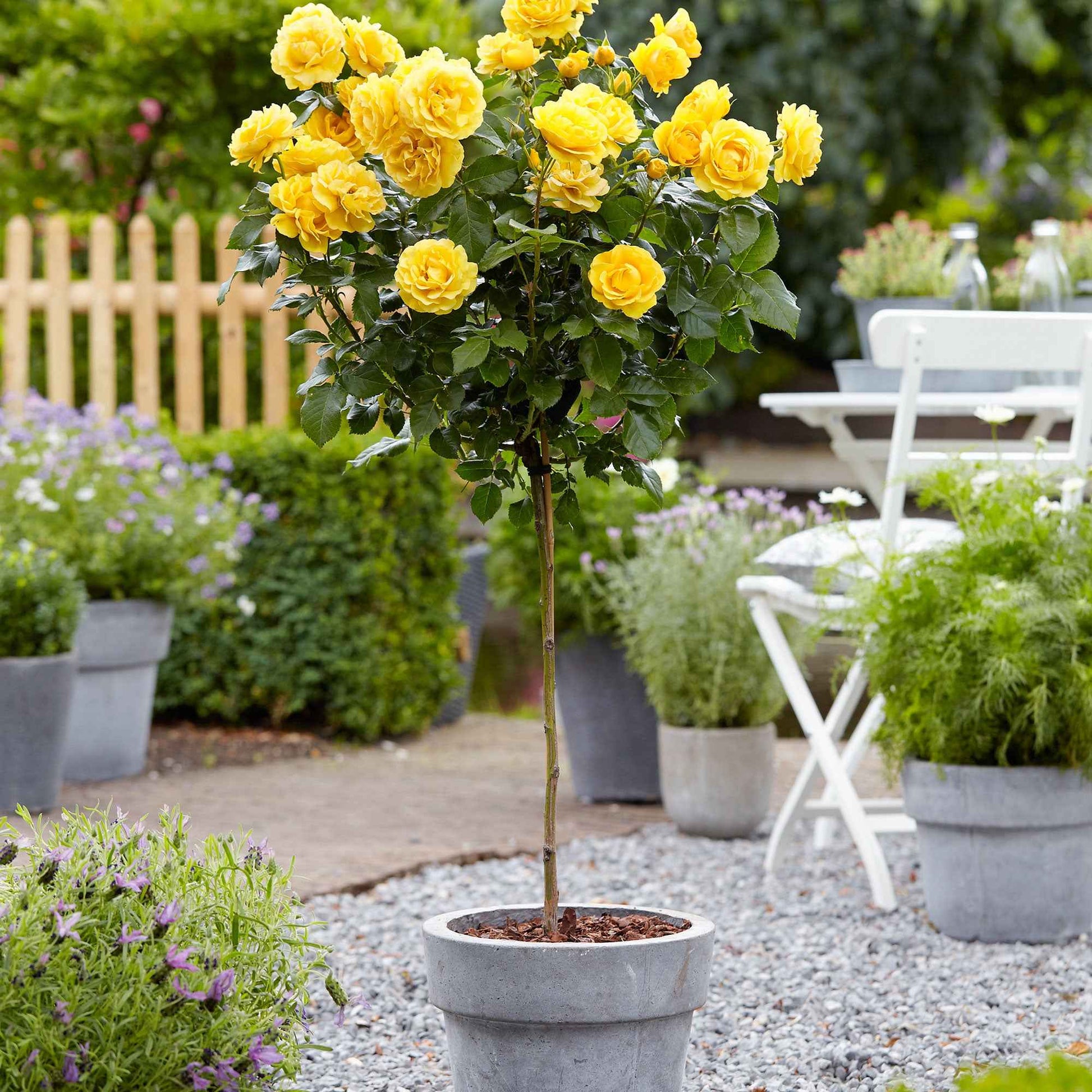 Stammrose Rosa 'Friesia'®  Gelb - Winterhart - Gartenpflanzen