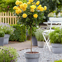 Stammrose Rosa 'Friesia'®  Gelb - Winterhart - Pflanzenarten