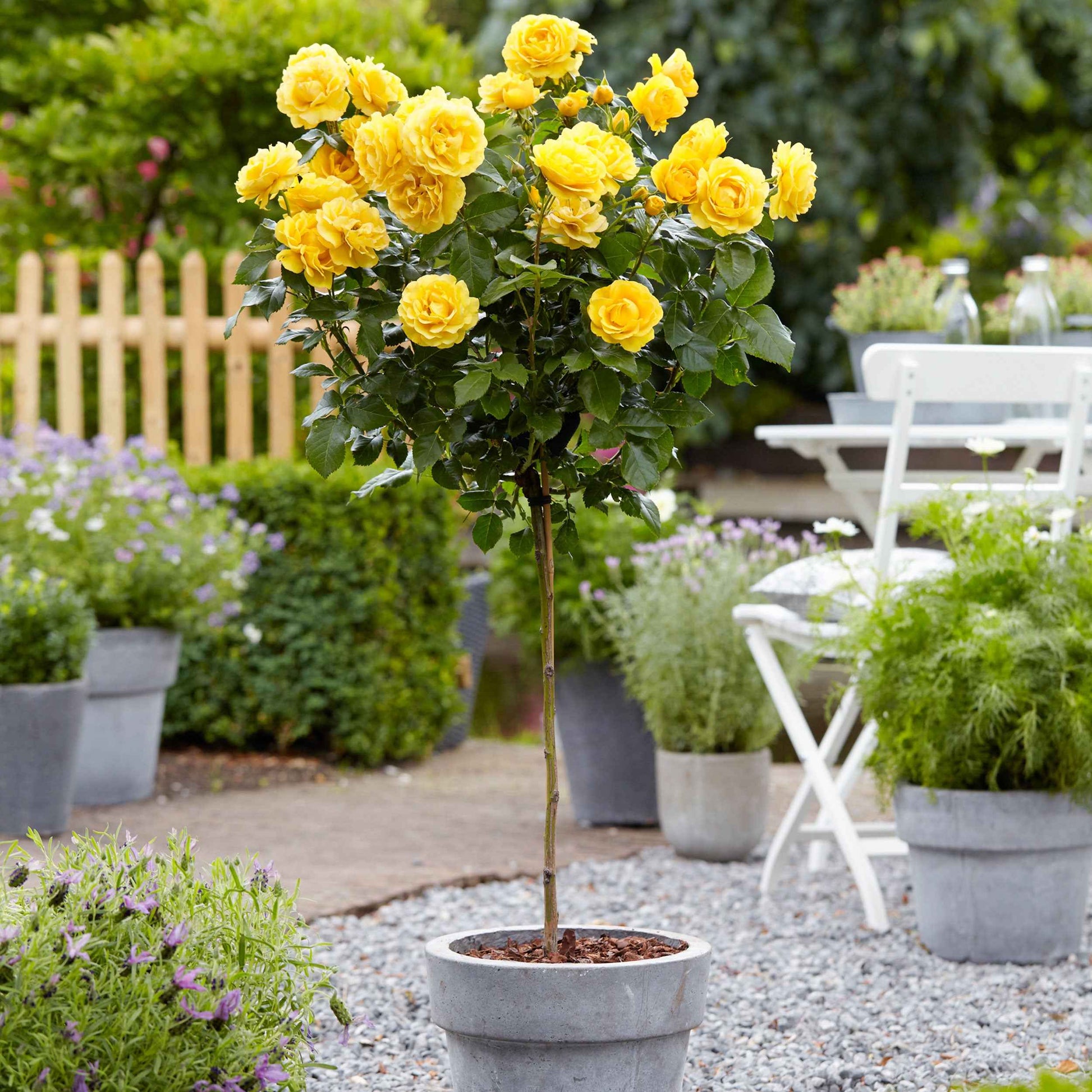 Stammrose  Rosa 'Friesia'  Gelb  - Wurzelnackte Pflanzen - Winterhart - Gartenpflanzen