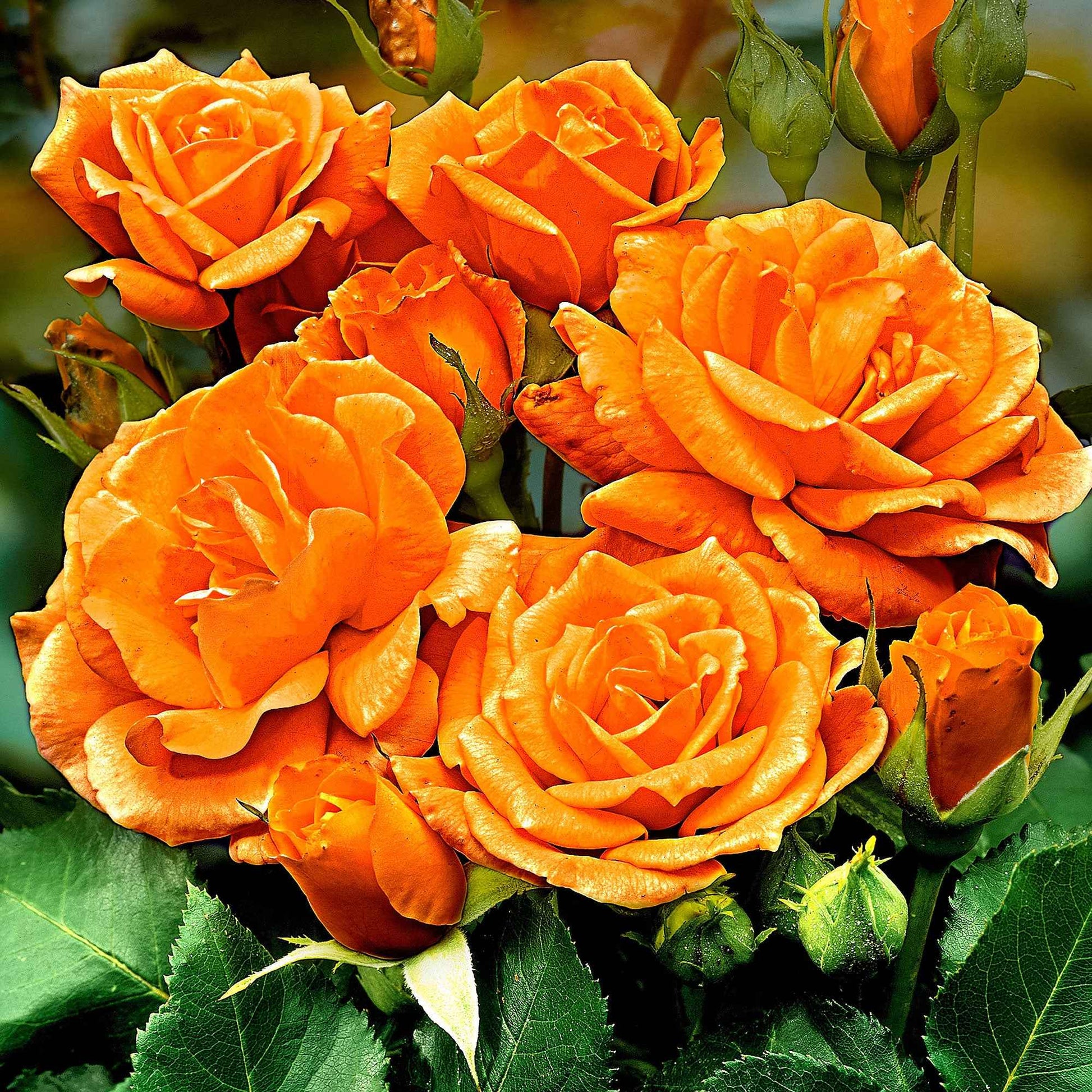 Stammrose Rosa 'Orange Sensation' orange - Winterhart - Pflanzensorten