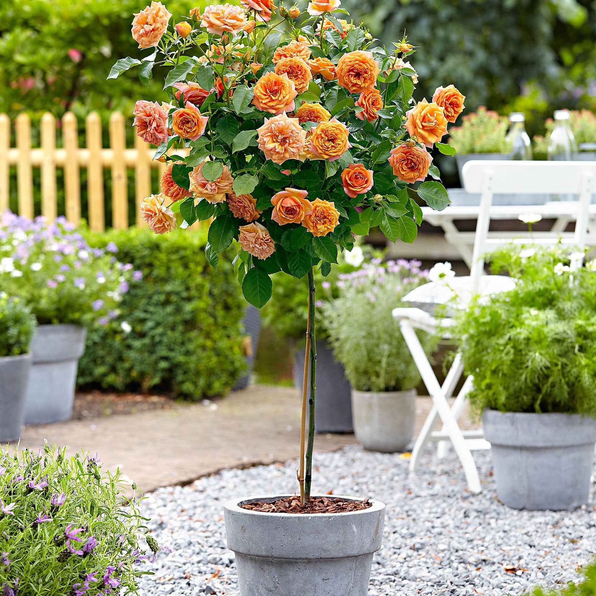 Stammrose Rosa 'Orange Sensation' orange - Wurzelnackte Pflanzen - Winterhart - Gartenpflanzen