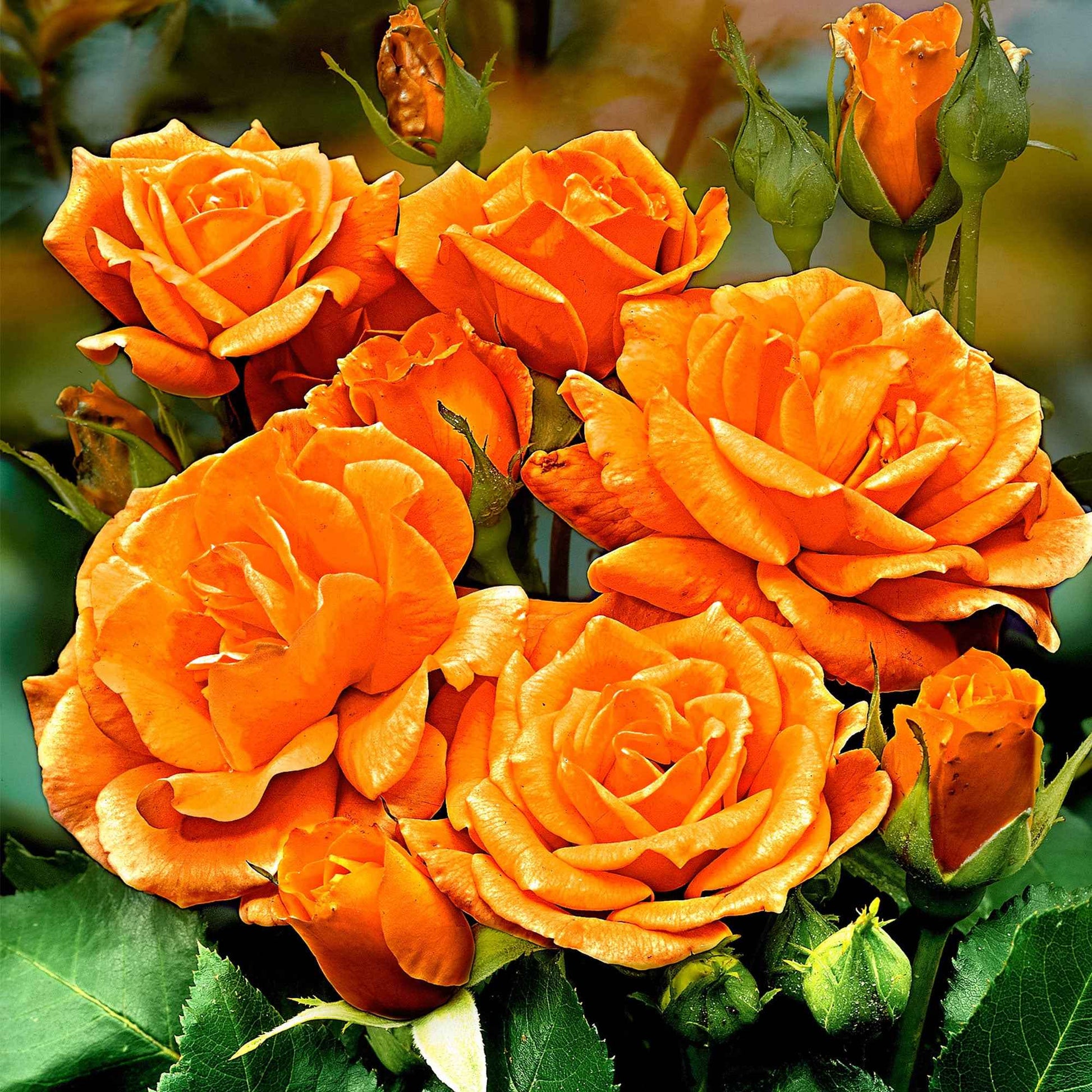 Stammrose Rosa 'Orange Sensation' orange - Wurzelnackte Pflanzen - Winterhart - Winterharte Pflanzen