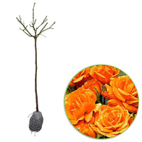 Stammrose Rosa 'Orange Sensation' orange - Wurzelnackte Pflanzen - Winterhart - Pflanzeneigenschaften