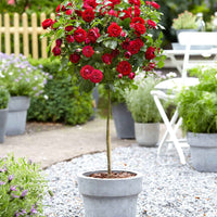 Stammrose Rosa 'Nina Rosa' rot - Winterhart - Gartenpflanzen