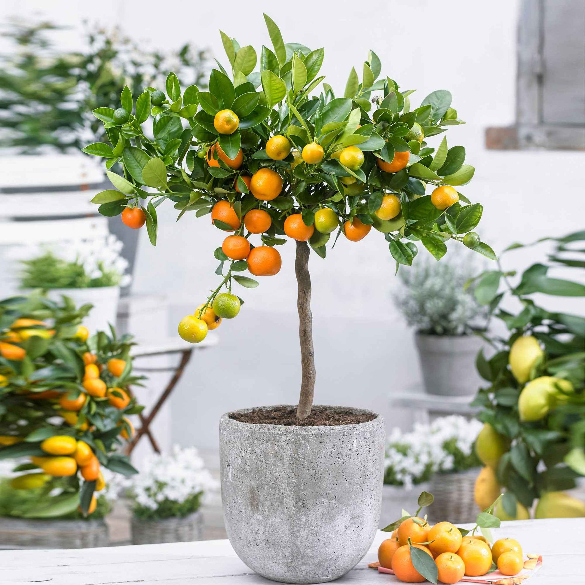 Calamondinbaum Citrus mitis 'Calamondin' Orange - Alle Früchte
