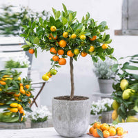 Calamondinbaum Citrus mitis 'Calamondin' Orange - andere Früchte