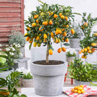 Zwergorangenbaum Citrus japonica auf einem Stamm - Mediterrane Pflanzen