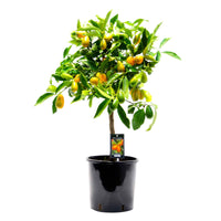 Zwergorangenbaum Citrus japonica auf einem Stamm - Gartenpflanzen