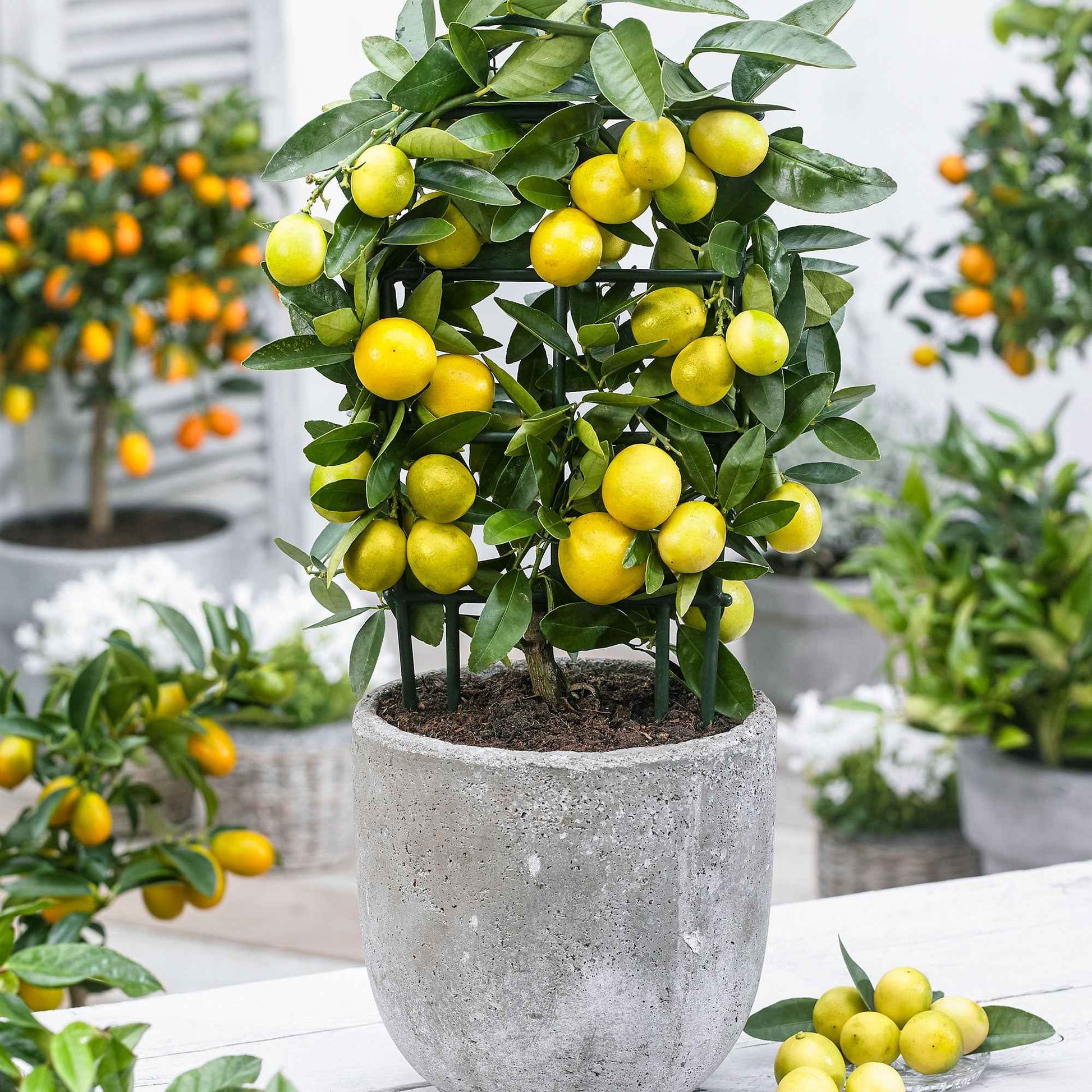 Limequatbaum Citrus x floridana auf einem Stamm - andere Früchte
