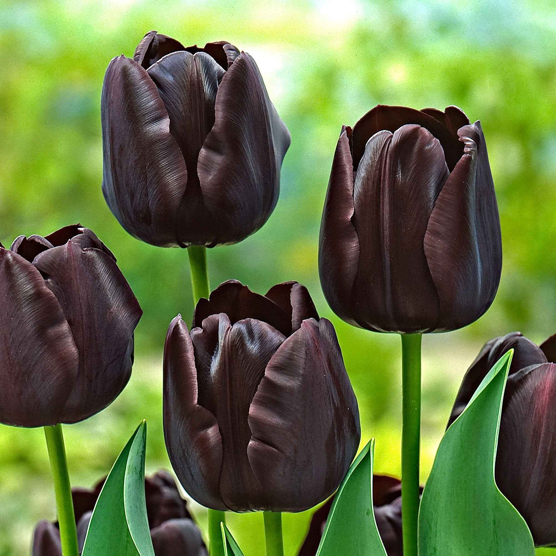 18x Tulpen Tulipa 'Paul Scherer' lila - Beliebte Blumenzwiebeln