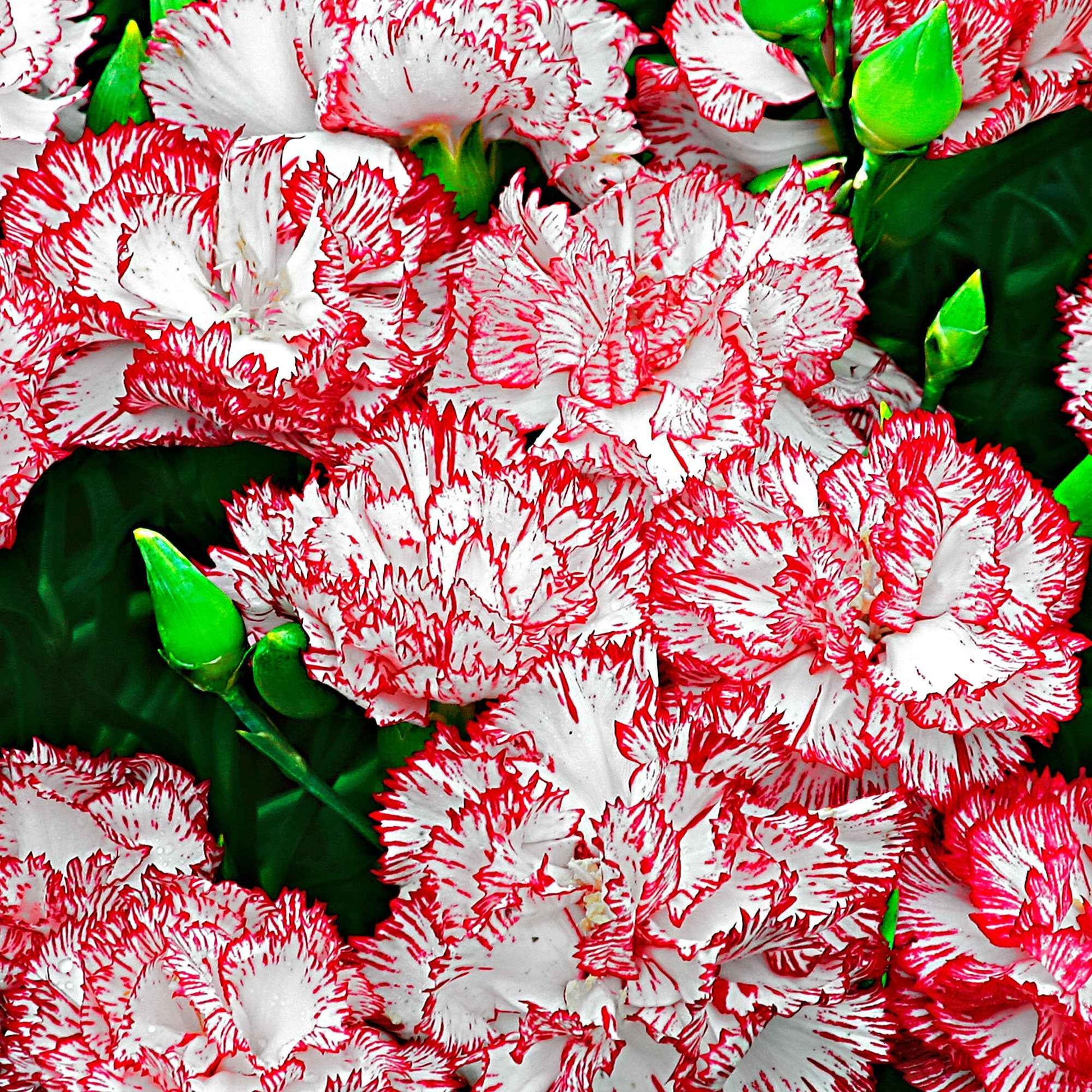 Dianthus 'Fantasy' Rot-Rosa - Blumensaat