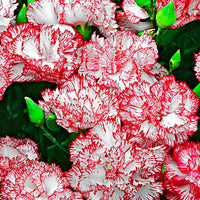 Dianthus 'Fantasy' Rot-Rosa - Gartenpflanzen