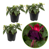 3x Doppelblütler Fuchsia 'New Millenium' rosa-lila - Blühende Gartenpflanzen
