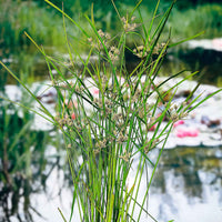 Zyperngras  Cyperus alternifolius - Sumpfpflanze, Uferpflanze - Gartenpflanzen