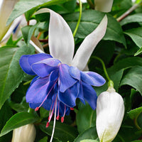 3x Doppelblütler Fuchsia 'Blue Angel' weiβ-lila - Blühende Gartenpflanzen