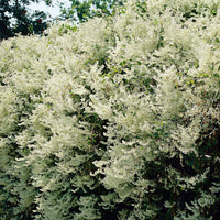 Schleierkraut Fallopia aubertii Weiß - Winterhart - Gartenpflanzen