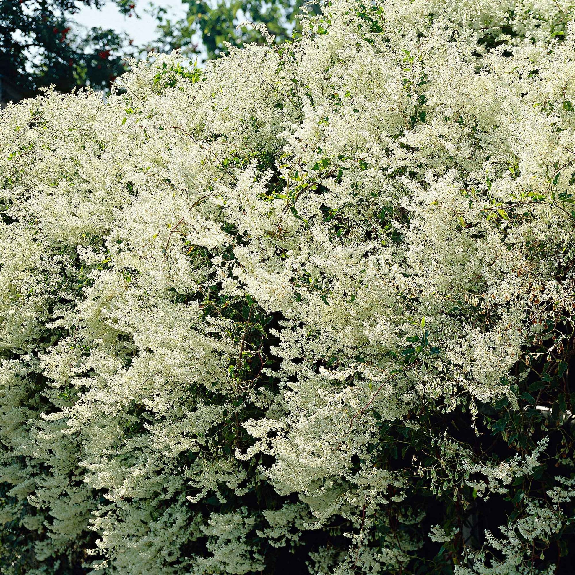 Schleierkraut Fallopia aubertii Weiß - Winterhart - Gartenpflanzen