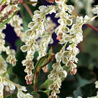 Schleierkraut Fallopia aubertii Weiß - Winterhart - Klettersträucher und Kletterpflanzen