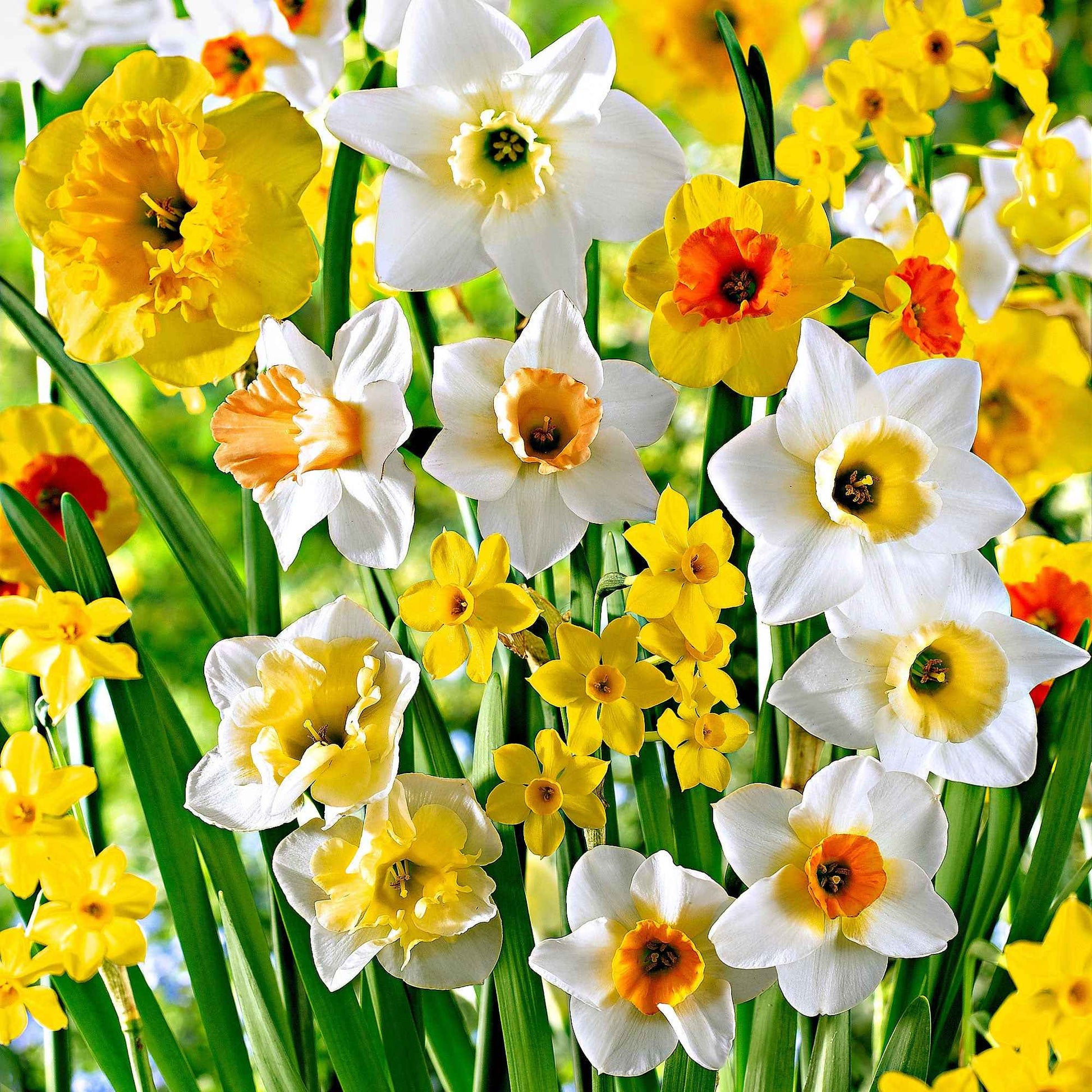 20x Narzissen  Narcissus - Mischung 'Beautiful Fragrance' weiβ-orange-gelb - Winterhart - Alle beliebten Blumenzwiebeln