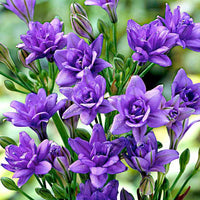 20x Triteleia  'Royal Blue' blau - Alle Blumenzwiebeln