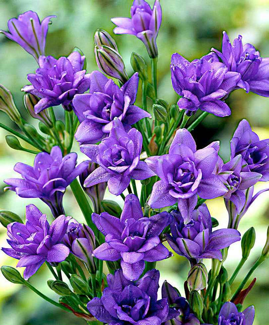 20x Triteleia  'Royal Blue' blau - Alle Blumenzwiebeln