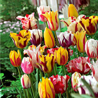20x Tulpen Tulipa - Mischung 'Rembrandt' - Alle Blumenzwiebeln