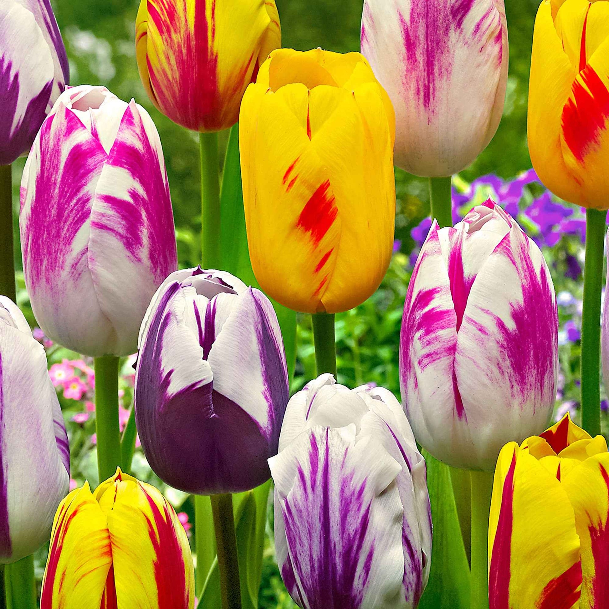20x Tulpen Tulipa - Mischung 'Rembrandt' - Alle beliebten Blumenzwiebeln