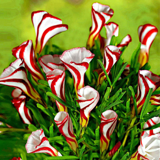 10x Sauerklee Oxalis versicolor rot-weiβ - Alle Blumenzwiebeln