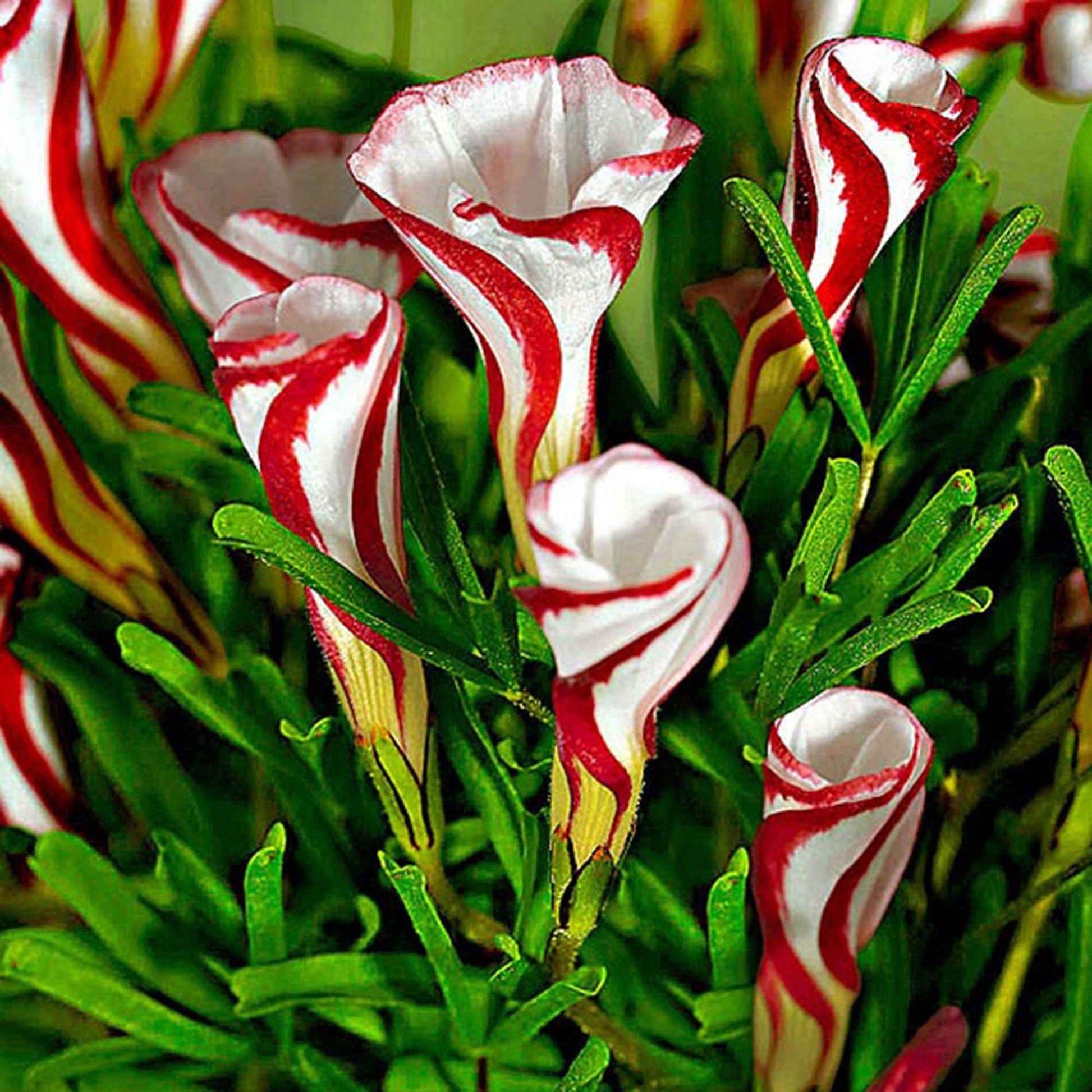 10x Sauerklee Oxalis versicolor rot-weiβ - Blumenzwiebeln für Terrasse und Balkon