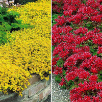 Mauerpfeffer in 2 Farben - Winterhart - Gartenpflanzen