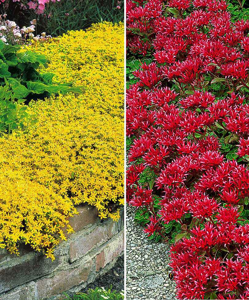 Mauerpfeffer in 2 Farben - Winterhart - Gartenpflanzen