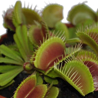 Venusfliegenfalle Dionaea muscipula - Fleischfressende Pflanzen