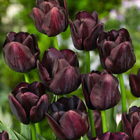 18x Tulpen Tulipa 'Paul Scherer' lila - Alle Blumenzwiebeln