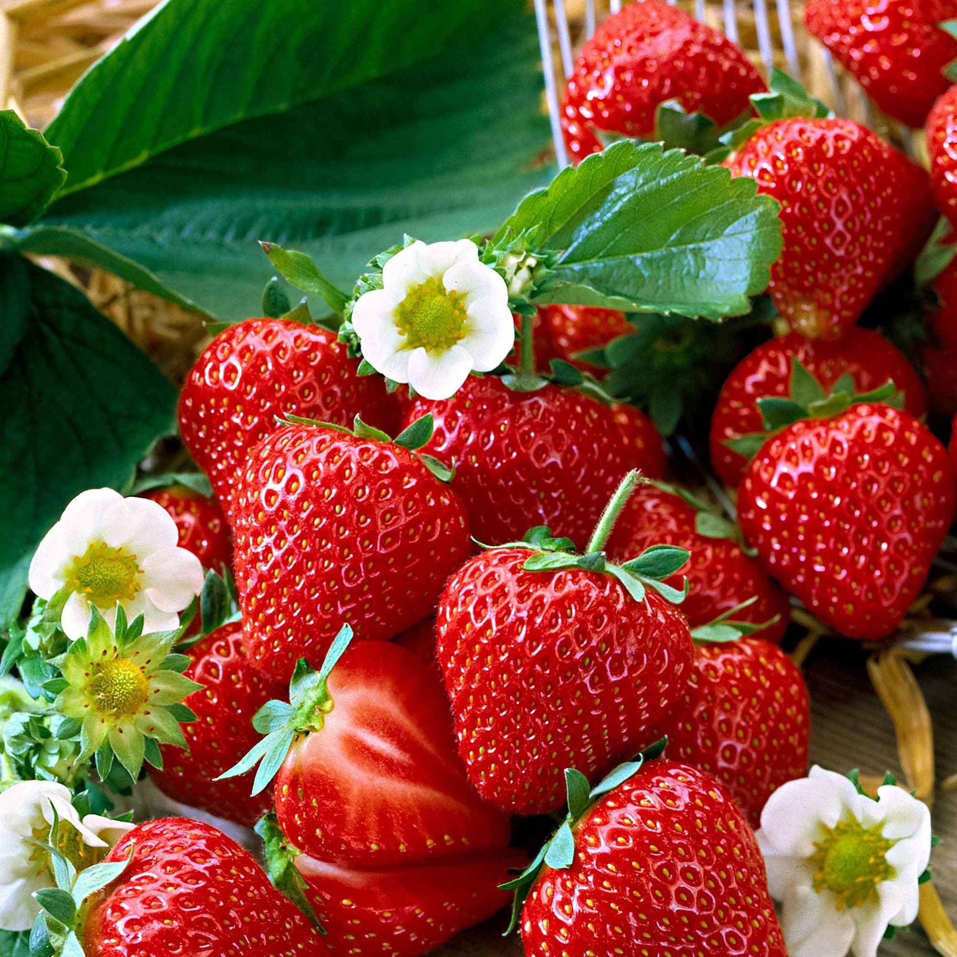 10x Erdbeere Fragaria 'Salsa' rot - Wurzelnackte Pflanzen - Obst