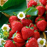 10x Erdbeere Fragaria 'Salsa' rot - Wurzelnackte Pflanzen - Gemüse für die Terrasse