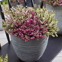 3x Englische Heide - Mischung 'Spring Colors' Rosa-Weiß-Lila - Winterhart - Bienen- und schmetterlingsfreundliche Pflanzen