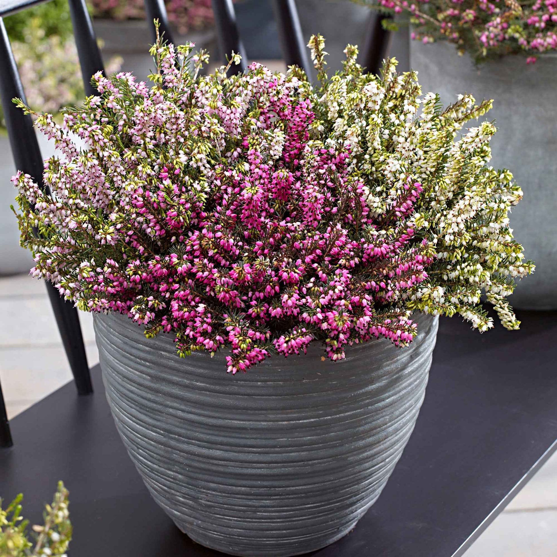 3x Englische Heide - Mischung 'Spring Colors' Rosa-Weiß-Lila - Winterhart - Gartenpflanzen