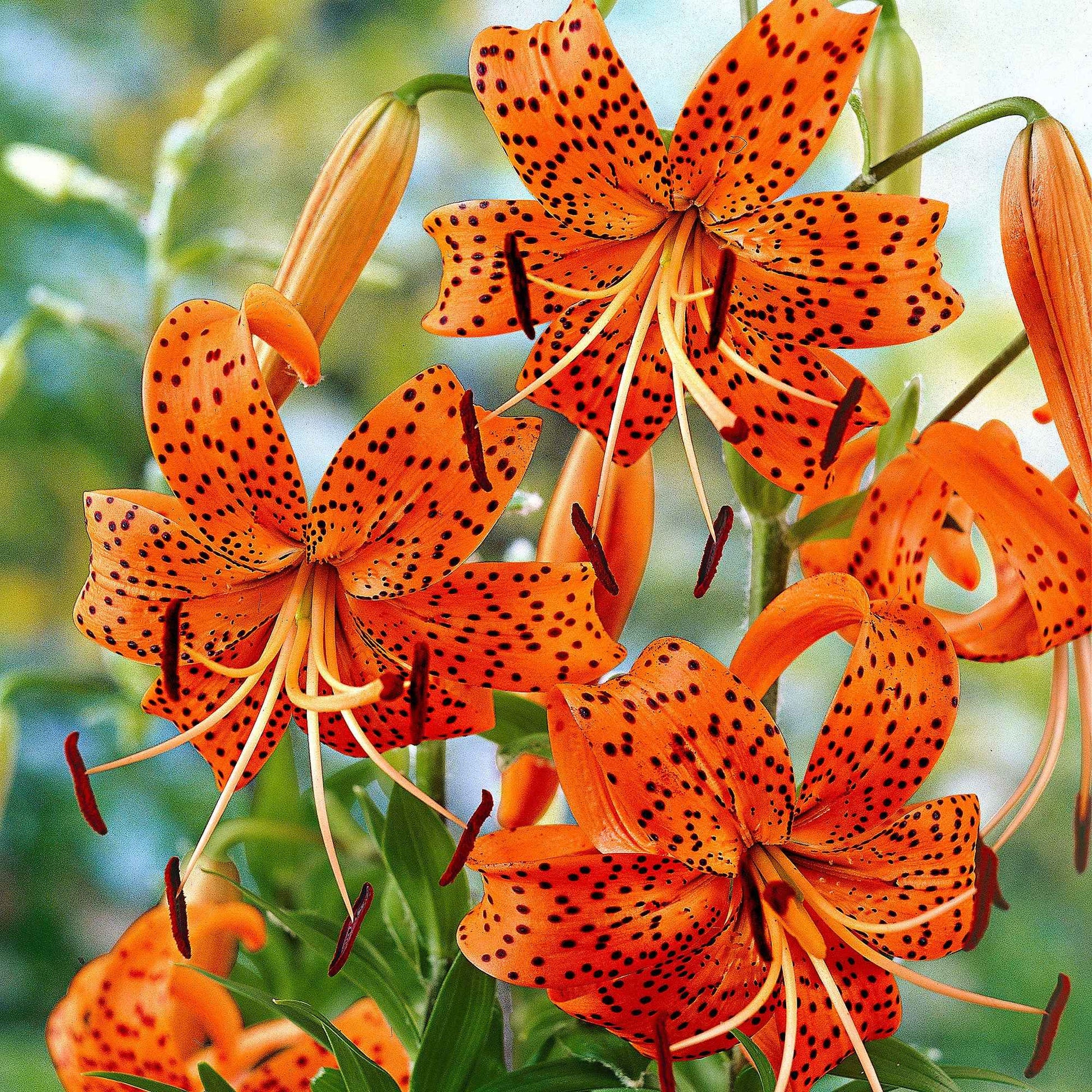 5x Lilien Lilium 'Splendens' orange - Alle beliebten Blumenzwiebeln