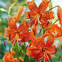 5x Lilien Lilium 'Splendens' orange - Alle Blumenzwiebeln