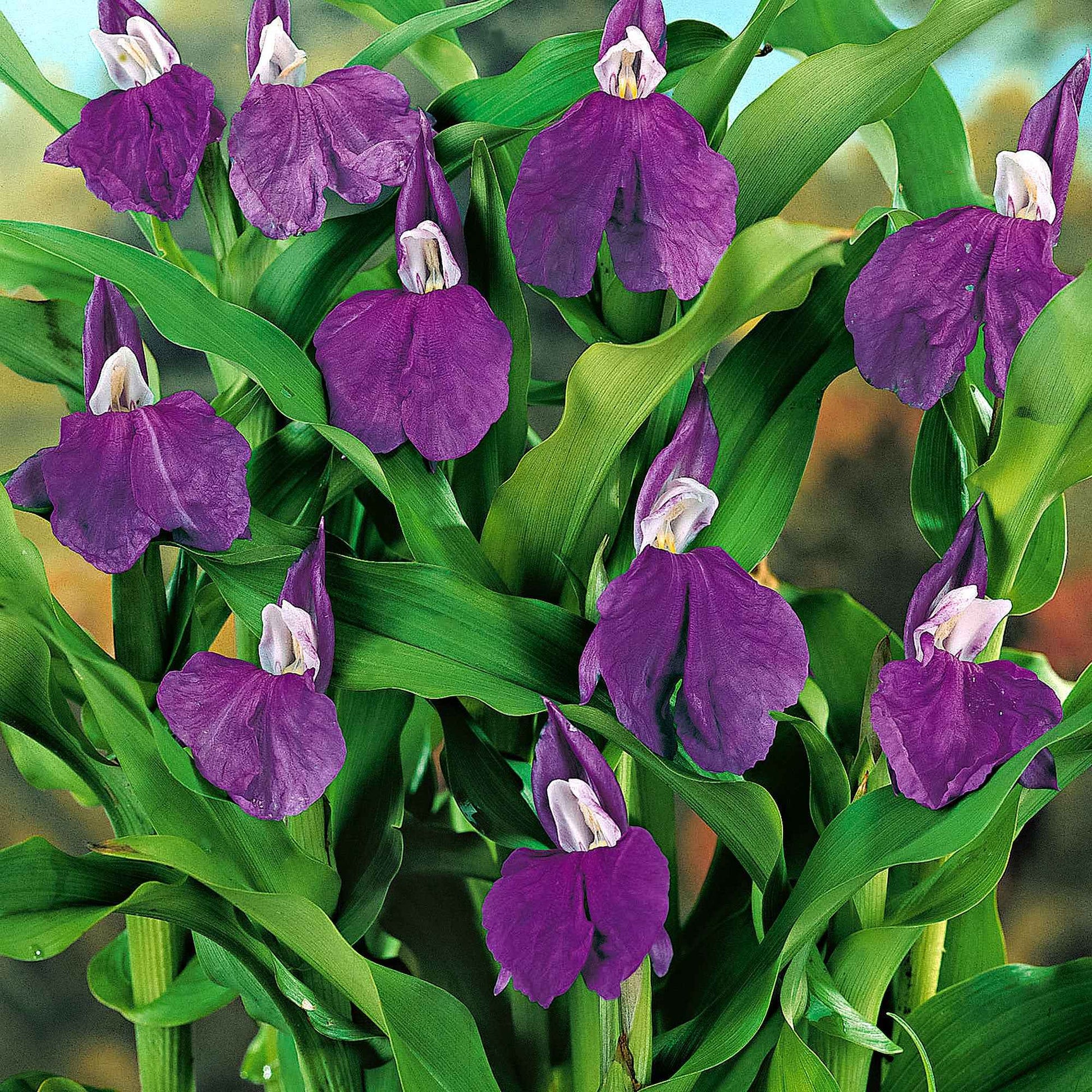 3x Ingwerorchidee lila - Blumenzwiebeln für Terrasse und Balkon